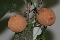 Myristica dactyloides
